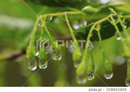 春の森景色　水滴を付けたエゴノキの蕾 109803808