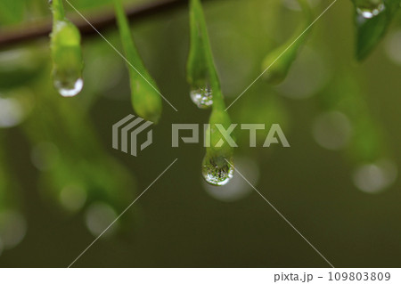 春の森景色　水滴を付けたエゴノキの蕾 109803809