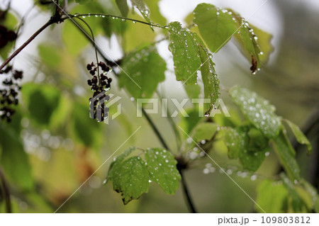 春の森景色　雨に濡れたミツバアケビの花 109803812