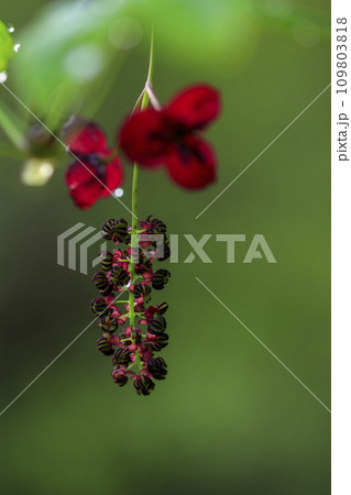 春の森景色　新緑に咲くミツバアケビの花 109803818