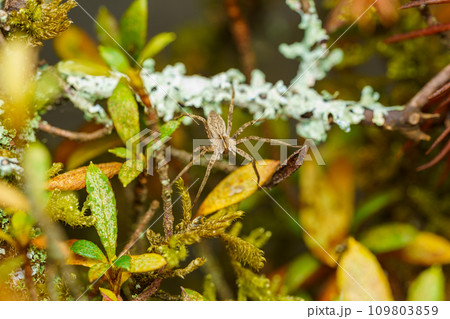 茂みの中の蜘蛛（コクサグモ） 109803859