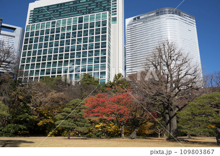 冬の浜離宮恩賜庭園 109803867