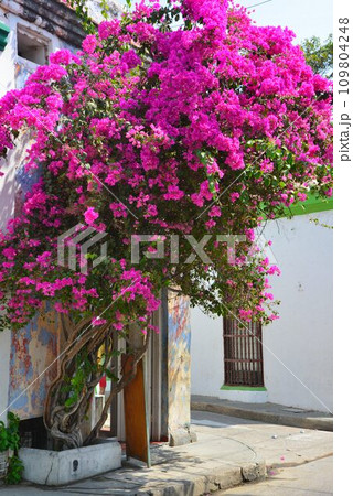 南米コロンビアの美しき古都 世界遺産 カルタへナ 南米コロンビアの美しき古都 世界遺産 カルタへナ 109804248