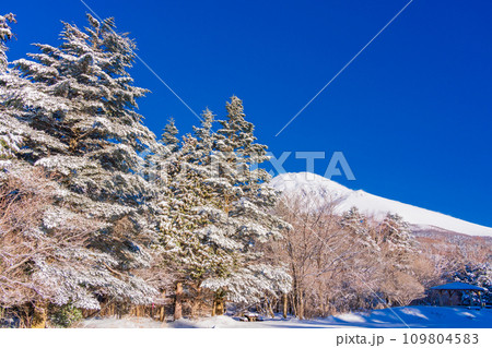 (静岡県)新雪が降った水ヶ塚公園から望む富士山 (静岡県)新雪が降った水ヶ塚公園から望む富士山 109804583