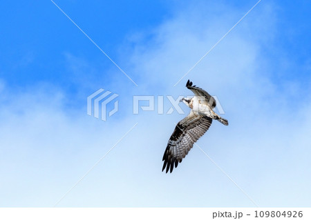 青空バックに悠然と飛ぶミサゴ 109804926