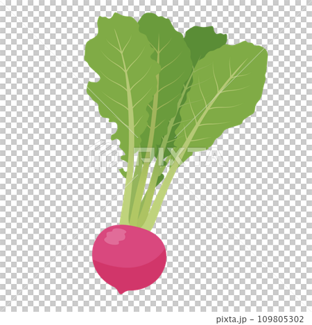 赤かぶのイラスト 赤かぶのイラスト 109805302