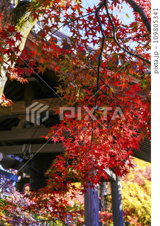 紅葉に包まれる常寂光寺(京都)の鐘楼 紅葉に包まれる常寂光寺(京都)の鐘楼 109805341
