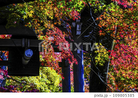 紅葉に包まれる常寂光寺（京都）の鐘楼 109805385