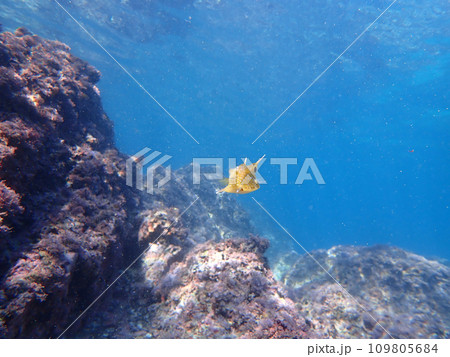 コンゴウフグの後ろ姿 109805684