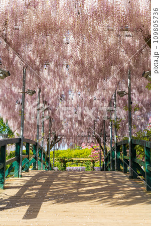 あしかがフラワーパークの春　うす紅藤の橋 109805736