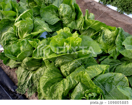 ラディッキオの栽培 109805885