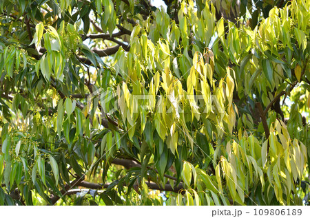 樹木：ニッケイ　クスノキ科 109806189