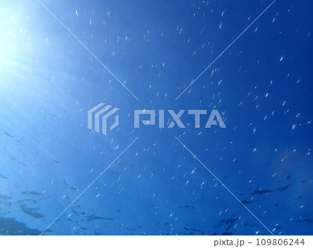 飛ぶように泳ぐ小魚 飛ぶように泳ぐ小魚 109806244