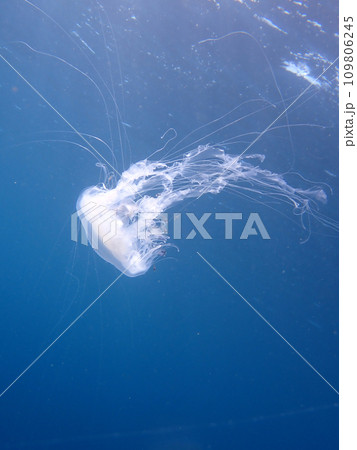 漂う　クラゲとハナビラウオ 109806245
