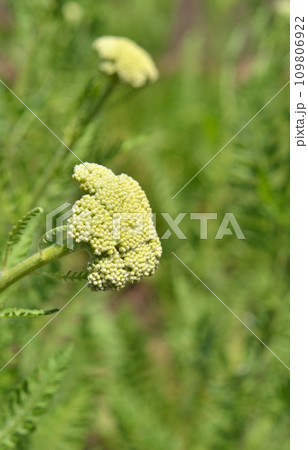 植物：キバナノコギリソウ　キク科 109806922