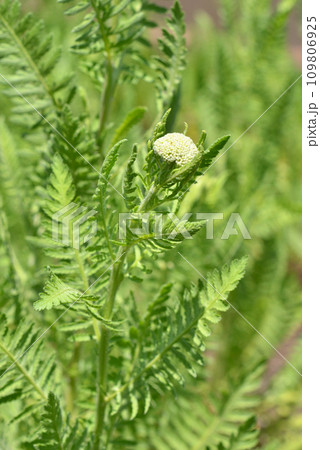 植物:キバナノコギリソウ キク科 植物:キバナノコギリソウ キク科 109806925