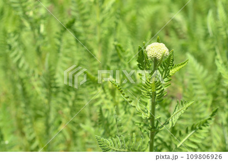 植物:キバナノコギリソウ キク科 植物:キバナノコギリソウ キク科 109806926