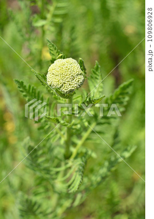 植物:キバナノコギリソウ キク科 植物:キバナノコギリソウ キク科 109806928