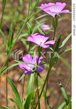 植物:ムギナデシコ ナデシコ科 植物:ムギナデシコ ナデシコ科 109806929