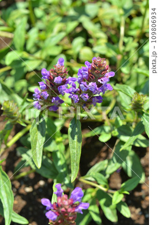 植物：ウツボグサ　シソ科 109806934