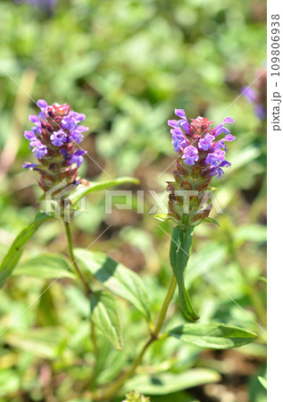 植物:ウツボグサ シソ科 植物:ウツボグサ シソ科 109806938