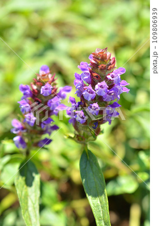 植物：ウツボグサ　シソ科 109806939