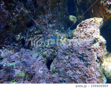 ハコフグ 109806964