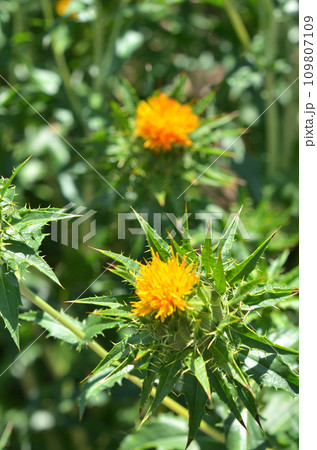 植物：ベニバナ　キク科 109807109