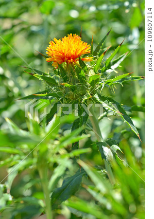 植物:ベニバナ キク科 植物:ベニバナ キク科 109807114