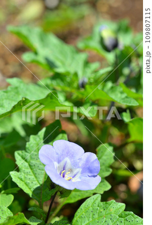 植物：クロホオズキ　ナス科 109807115