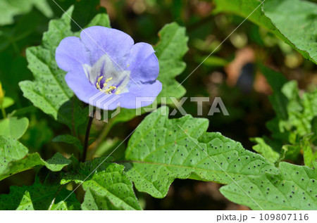 植物:クロホオズキ ナス科 植物:クロホオズキ ナス科 109807116
