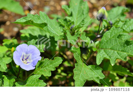 植物:クロホオズキ ナス科 植物:クロホオズキ ナス科 109807118