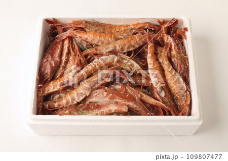 ガスエビ ガスエビ 109807477