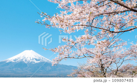 桜と富士山(新倉山浅間公園) 桜と富士山(新倉山浅間公園) 109807485