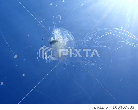 ハナビラウオとクラゲと稚魚 ハナビラウオとクラゲと稚魚 109807633