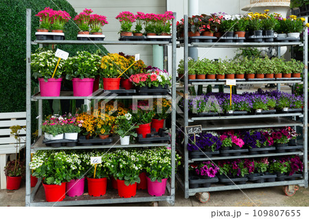 Blooming potted flowers on racks in store Blooming potted flowers on racks in store 109807655