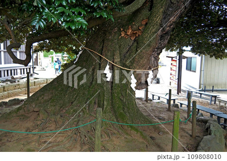 九重神社のスダジイの大木【埼玉県川口市】 109808010
