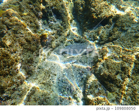 魚の死骸 109808050