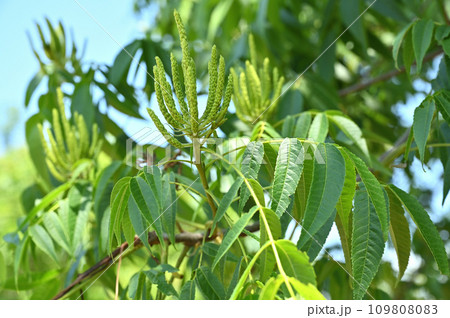 樹木：ノグルミ　クルミ科 109808083