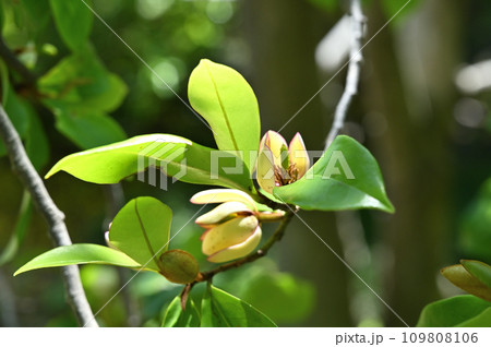 樹木:カラタネオガタマ モクレン科 樹木:カラタネオガタマ モクレン科 109808106