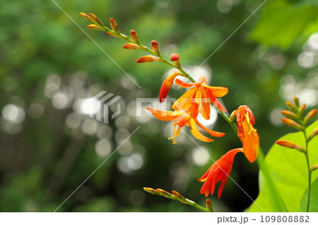 ヒメヒオウギズイセンの花 ヒメヒオウギズイセンの花 109808882