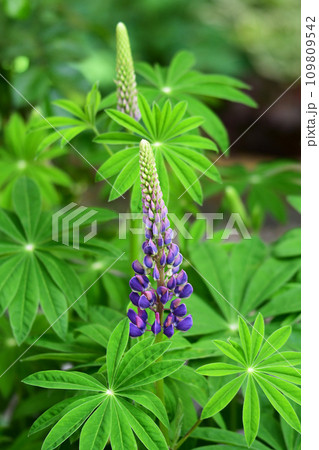 ルピナスの開花 ルピナスの開花 109809542