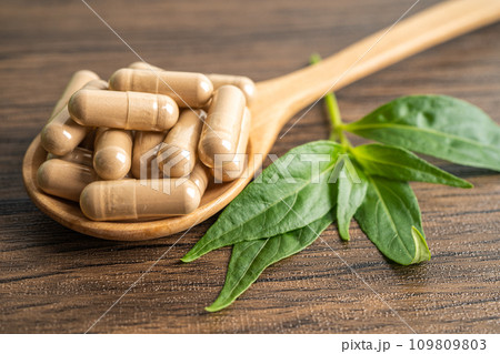Andrographis paniculata or Kariyat leaf plant with herb capsules to treating covid19 coronavirus viral infection. Andrographis paniculata or Kariyat leaf plant with herb capsules to treating covid19 coronavirus viral infection. 109809803