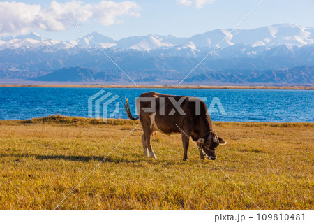 milk cow grazing on shore of mountain lake at sunny autumn afternoon 109810481