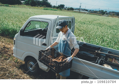 vegetable field 109810784