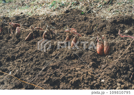 vegetable field vegetable field 109810795