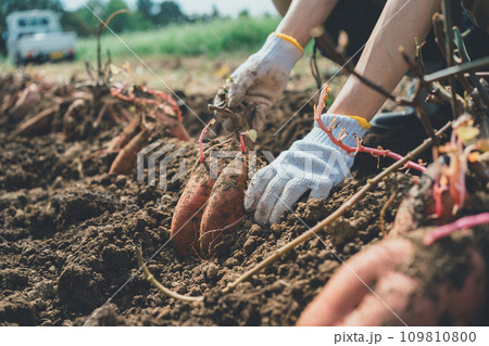 vegetable field vegetable field 109810800