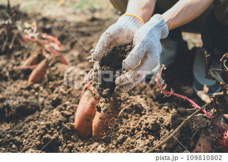vegetable field 109810802
