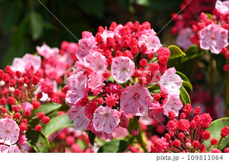 樹木:カルミア ツツジ科 樹木:カルミア ツツジ科 109811064