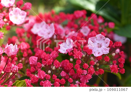 樹木:カルミア ツツジ科 樹木:カルミア ツツジ科 109811067